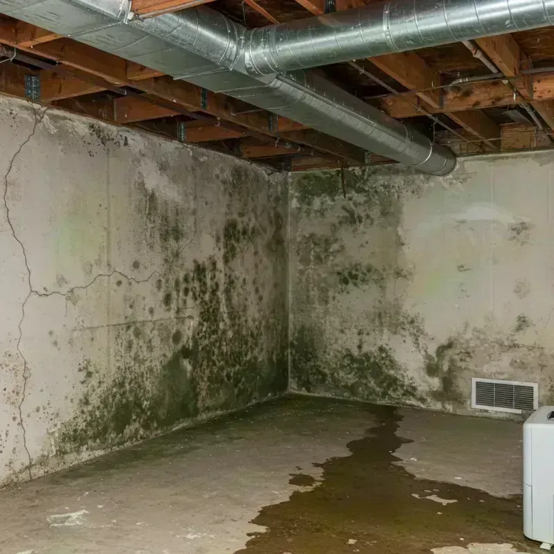 Professional Mold Removal in Litchfield, MI